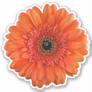 Autocollant à biscuits Orange Gerbera Daisy