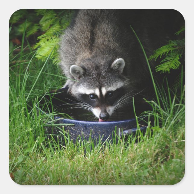 Autocollant à boisson Raccoon (Devant)