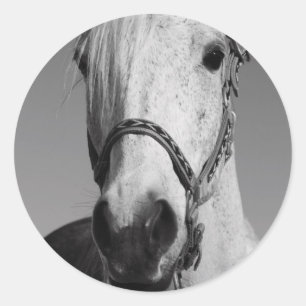 Autocollant à cheval blanc