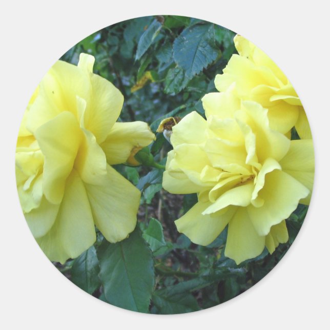 Autocollant à fleurs de roses jaunes (Devant)