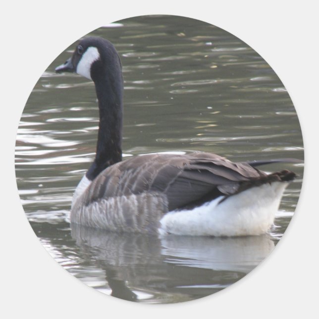 Autocollant à oies canadiennes (Devant)