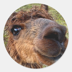 Autocollant Alpaca