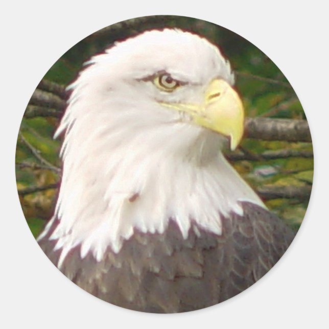 Autocollant américain d'aigle chauve (Devant)
