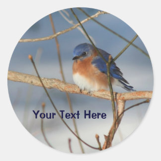 Autocollant animal Bluebird d'hiver