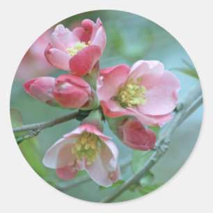 Autocollant Apple Blossom #P0356