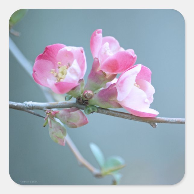 Autocollant Apple Blossom #P0358 (Devant)