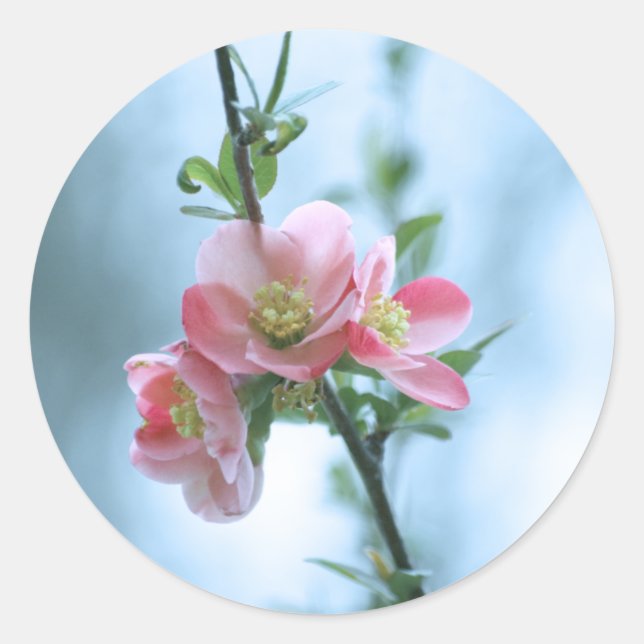 Autocollant Apple Blossom #P0365 (Devant)