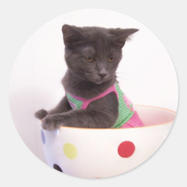 autocollant arys kitten (Devant)