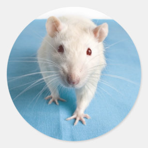 Autocollant blanc de rat