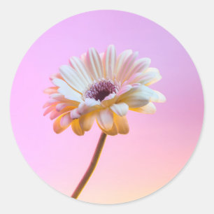 Autocollant blanc Gerbera Daisy