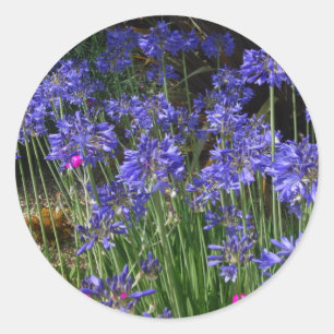 Autocollant bleu Agapanthus