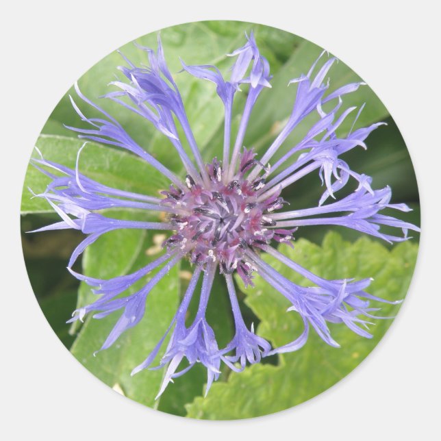 Autocollant bleu Cornflower (Devant)