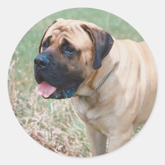 Autocollant Bullmastiff (Devant)