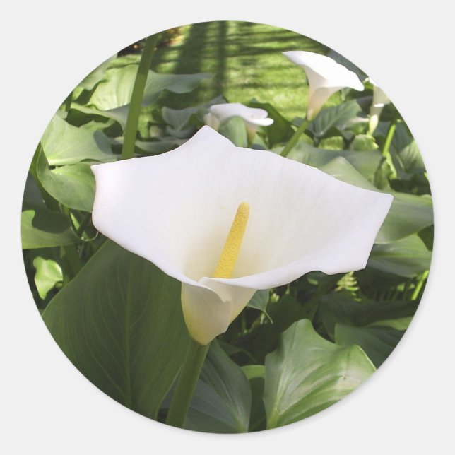 Autocollant Calla-Lily (Devant)