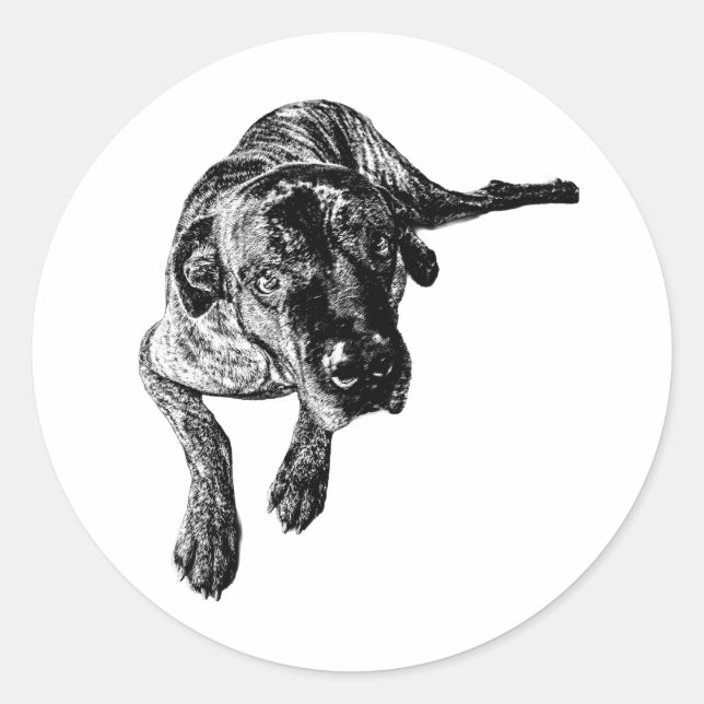 Autocollant Cane Corso Bringé en Position Couchée (Devant)