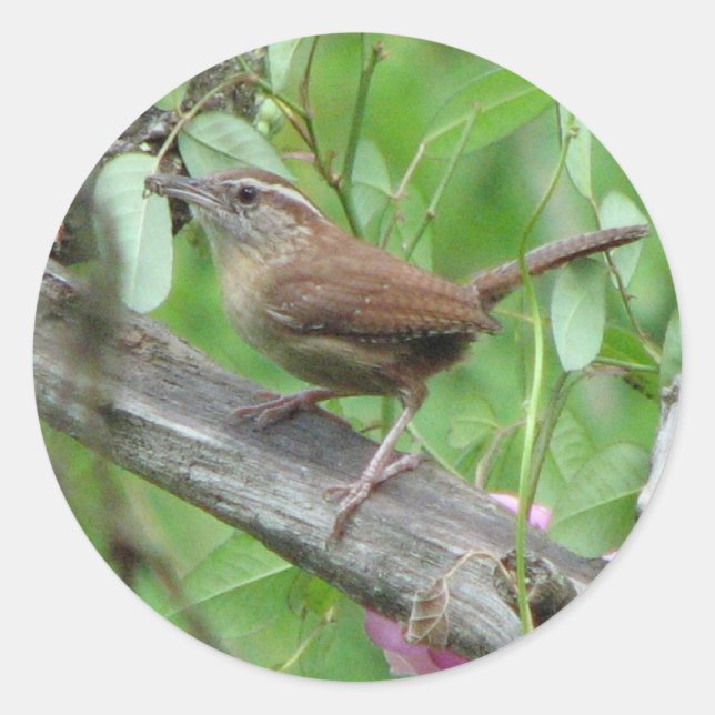 Autocollant Carolina Wren (Devant)