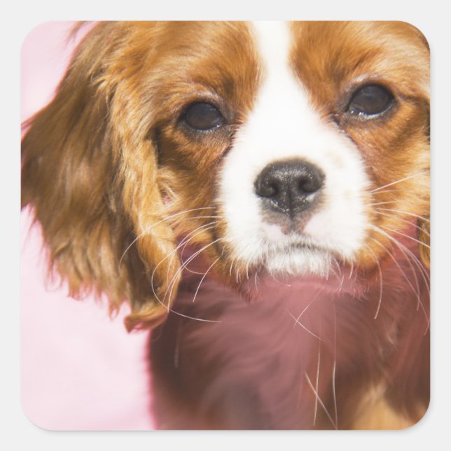 Autocollant carré chienne chiot Cavalier King Char (Devant)