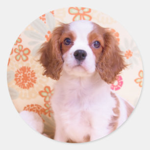 Autocollant Cavalier King Charles Spaniel Blenheim