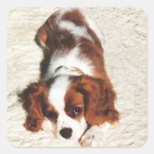 Autocollant Cavalier King Charles Spaniel Little O