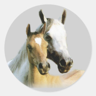 Autocollant Cheval Buddies