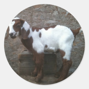 Autocollant chèvre