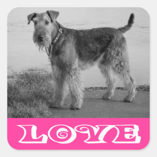 Autocollant Chien Airedale Terrier chiot Rose Amou