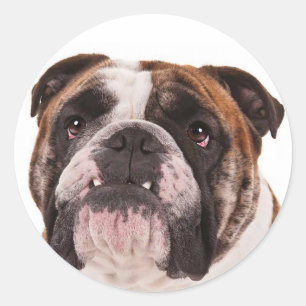 Autocollant Chien Canine Chiots Bouledogue Anglais