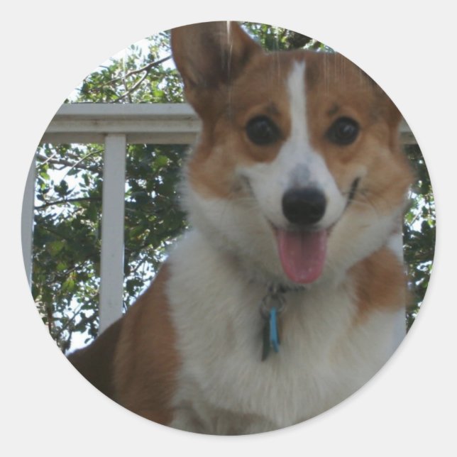 Autocollant Chien Chien Chien Chien Corgi (Devant)
