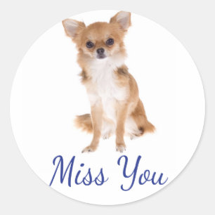 Autocollant Chien Chihuahua Puppy Miss You