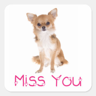 Autocollant Chien Chihuahua Puppy Miss You