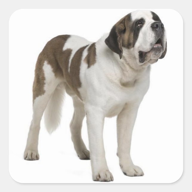 Autocollant Chien chiot Saint-Bernard (Devant)