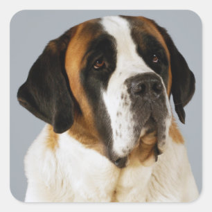 Autocollant Chien chiot Saint Bernard