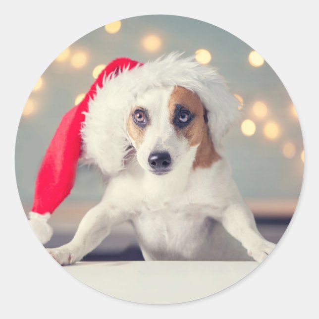 Autocollant CHIEN DE NOËL avec chapeau de Père Noë (Devant)