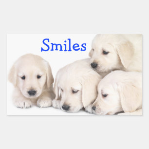 Autocollant Chiots Labrador Retriever Sourires