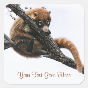 Autocollant : Coatimundi #5 (Carré)