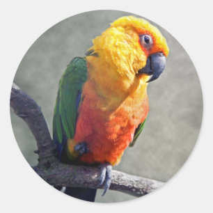 Autocollant Conure de Jenday