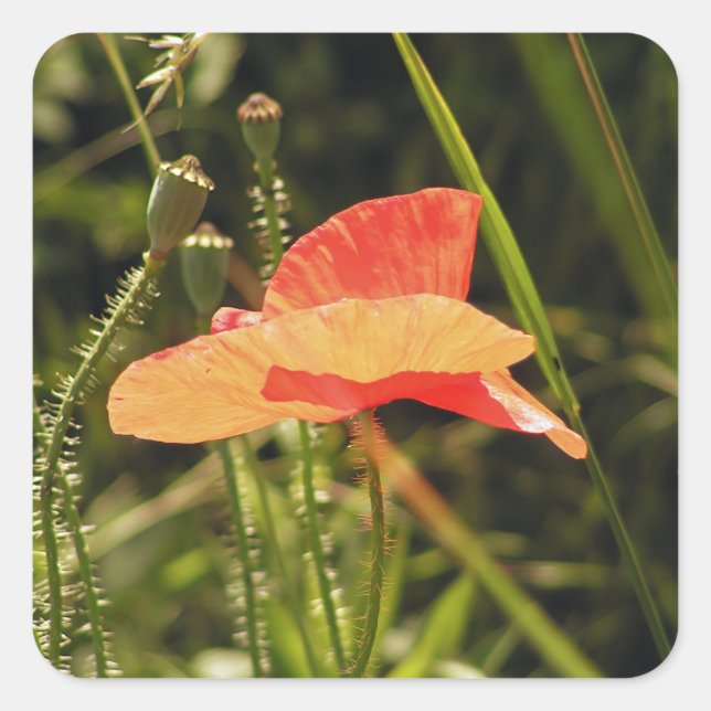 Autocollant Coquelicot (Devant)