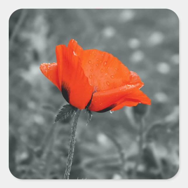 Autocollant Coquelicot (Devant)