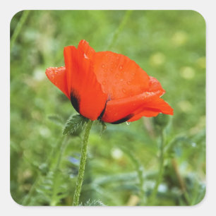 Autocollant Coquelicot