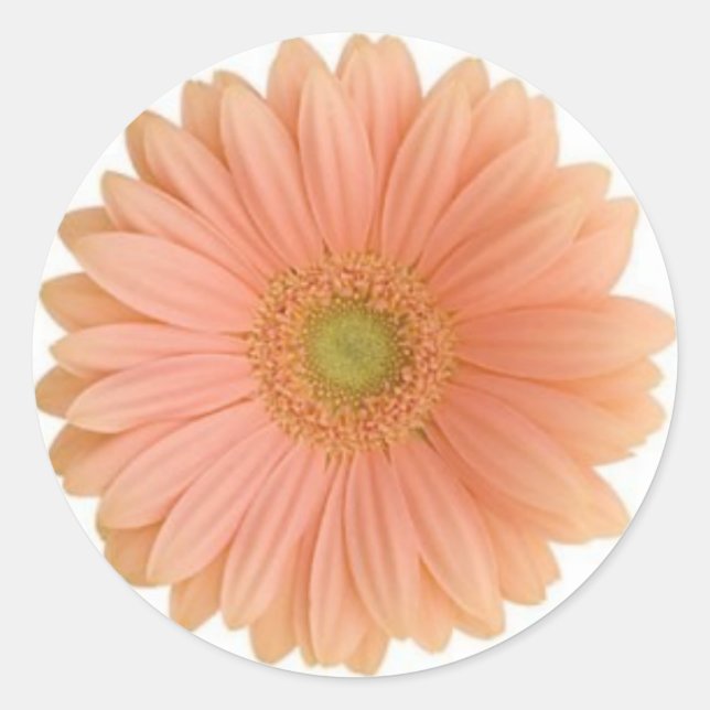 Autocollant Coral Gerbera Daisy (Devant)