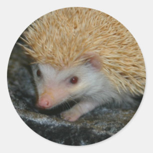 Autocollant Cotty Cutie