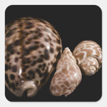 Autocollant Cowrie Cones