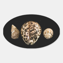 Autocollant Cowrie Cones 2