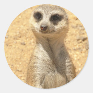 Autocollant curieux de Meerkat