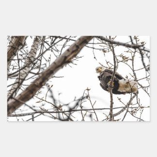 Autocollant d'aigle d'hiver