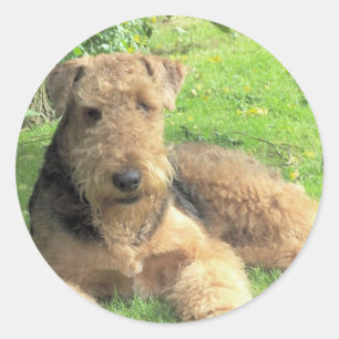 Autocollant d'Airedale Terrier