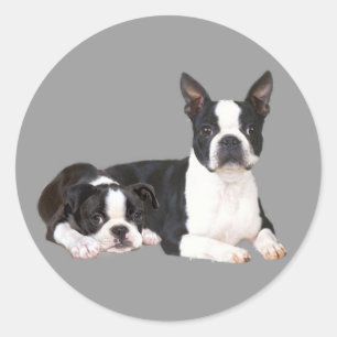 Autocollant d'amis de Boston Terrier