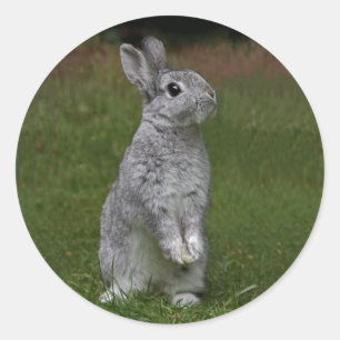 Autocollant de bébé lapin mignon