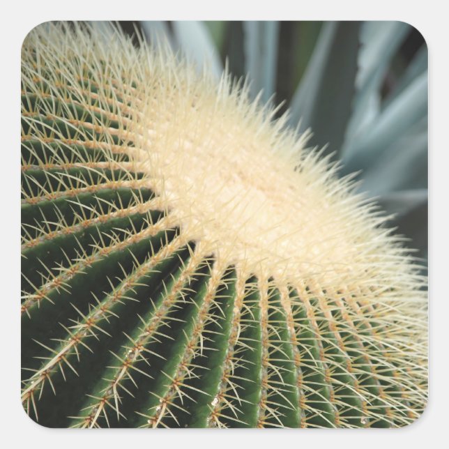 Autocollant de cactus (Devant)