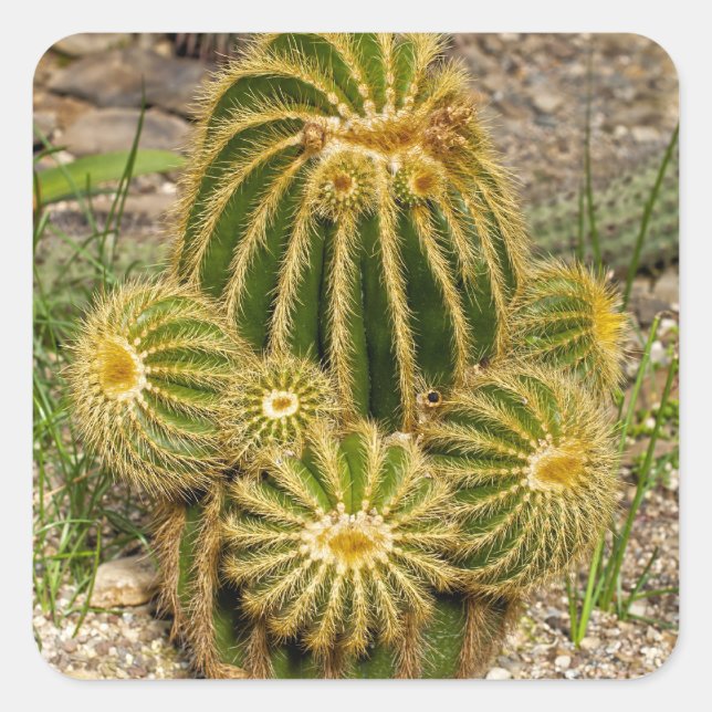 Autocollant de cactus (Devant)